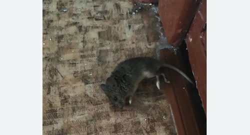 Дезинфекция от мышей в Пестово