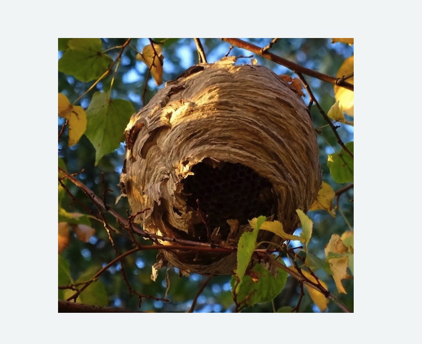 Обработка от шершней в Пестово