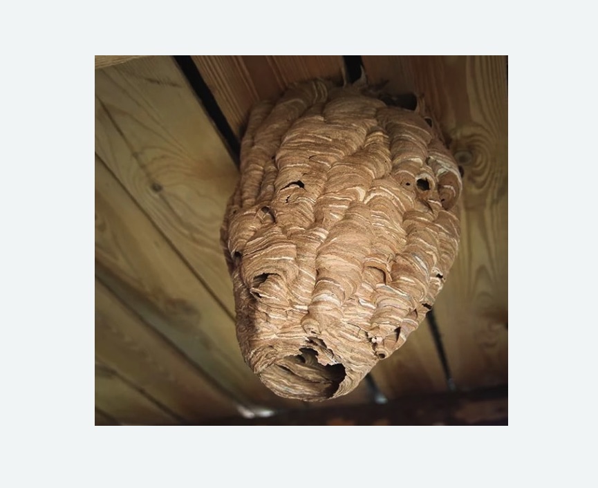 обработка от шершней в Пестово