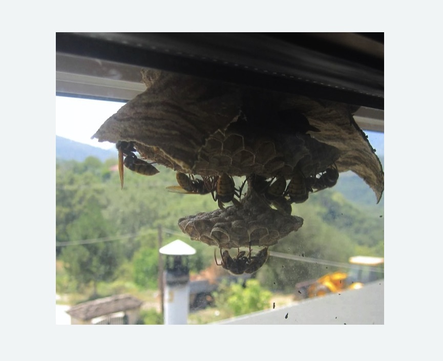 Уничтожение гнёзд шершней в Пестово