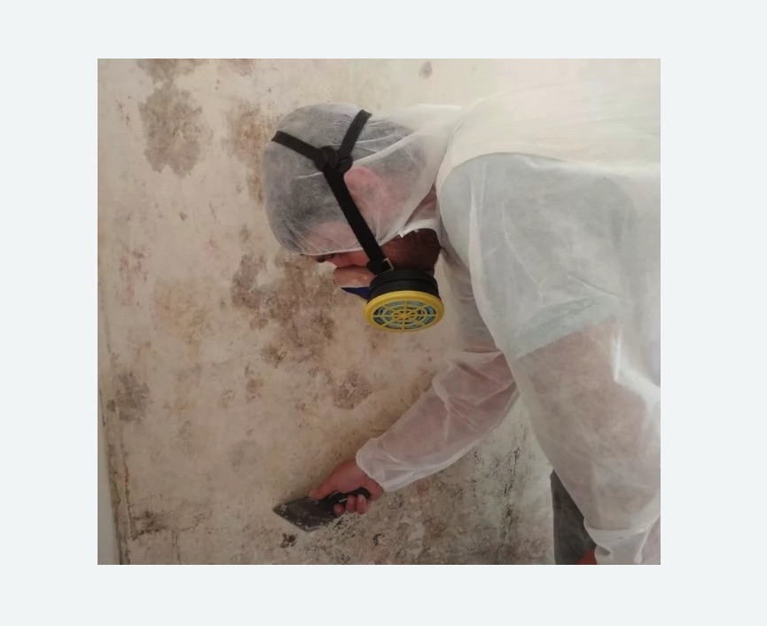 Обработка стен от плесени в Пестово