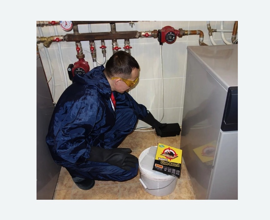 Уничтожение крыс в Пестово