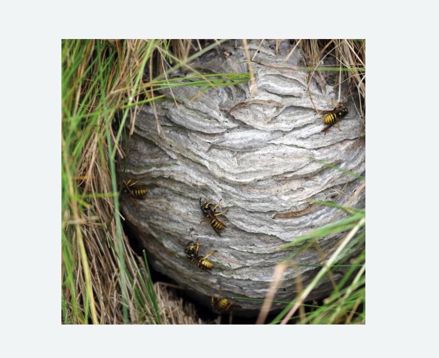 Уничтожение ос и ульев в Пестово